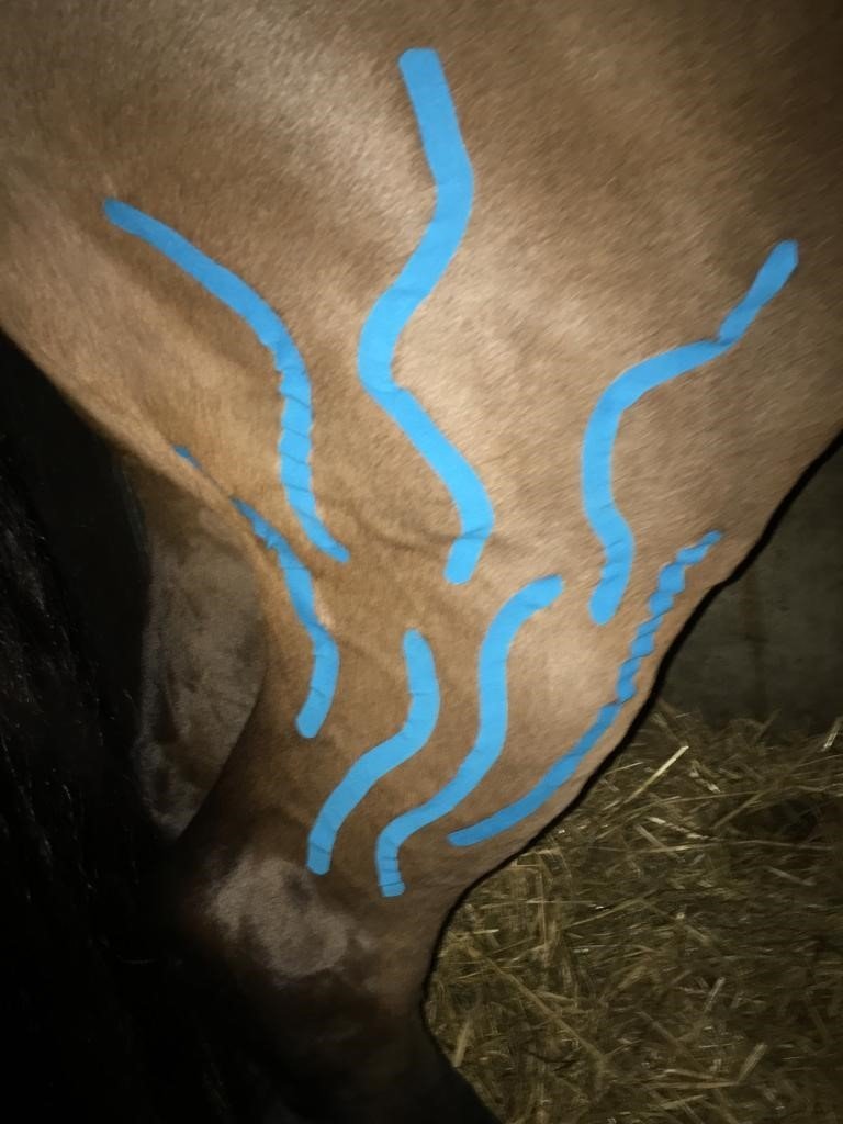 Equine Lymfe Taping